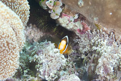 BD-111123-Raja-Ampat-5064-Amphiprion-clarkii-(Bennett.-1830)-[Yellowtail-clownfish].jpg